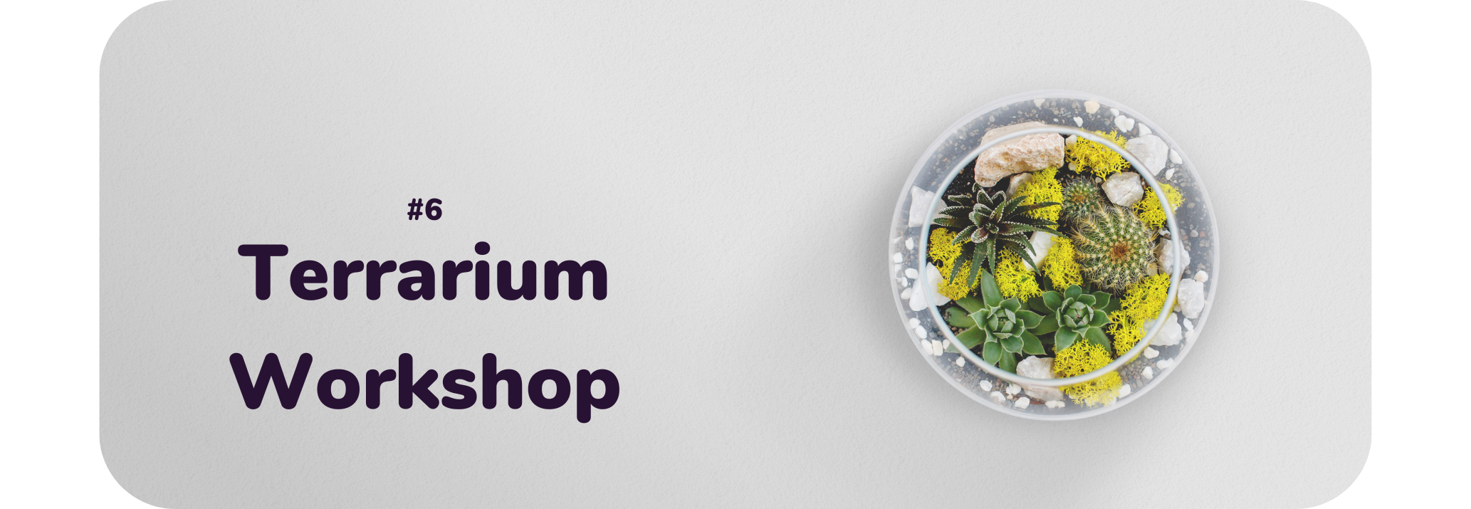 Grey background. On the right side of the image, there's a terrarium full of air plants and decorative rocks. Text on the left reads: "#6 Terrarium Workshop" 